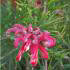 Grevillea Juniperina (Prickly Spider Flower), evergreen shrub with exotic red flowers in summer