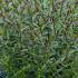 Hebe Champagne Shrubby Veronica Champagne, neat growing shrub for Sale Online UK