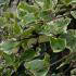 Hedera Helix Marginata Elegantissima is a variegated Ivy Evergreen Climber, buy online with UK delivery
