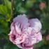 Very pretty pink flowering, Hibiscus Syriacus Pink Chiffon, double flower variety with darker pink veins, profuse flowering in summer, buy UK