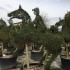 Horse jumping topiary - part of our equestrian topiary designs available to buy online with UK delivery.