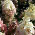 Hydrangea Paniculata Vanille Fraise flowering throughout summer, buy online, UK