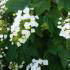 Hydrangea Quercifolia, Oak Leaved Hydrangea for sale online at our London plant centre, UK