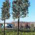 Ilex Aquifolium Nellie Stevens Pleached Trees, buy online from our London nursery, UK deliveries