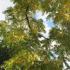 Juglans Nigra or Black Walnut, a large fast growing fruiting walnut tree 