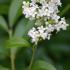 Ideal for Hedging, Ligustrum Vulgare, Wild Privet or Common Privet produces small, white flowers in spring