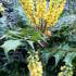 Mahonia X Media Winter Sun - for sale online at our UK plant centre