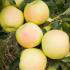 Malus Domestica Greensleeves Apple Tree Standard Trained Trees for sale online with UK delivery.