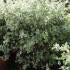 Pittosporum Tenufolium  Online, Paramount Plants and Gardens UK