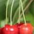 Prunus Avium Merton Premier Sweet Cherry, a classic sweet cherry. Fruit is ready early June to mid July