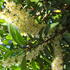 Prunus lusitanica Portugal Laurel tree with slender white flower clusters