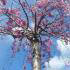 Prunus Subhirtella Pendula Rosea or Weeping Pink Cherry Tree - lovely pink blossom, buy online UK