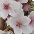 Prunus Yedoensis or Yoshino Cherry Tree for Sale Online UK delivery.