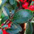 Pyracantha Angustifolia or Narrow Leaf Firethorn for Sale UK