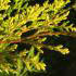 Cupressus Leylandii Castlewellan Gold Trees, Leylandii Trees to buy online with UK delivery.
