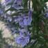 Rosmarinus officinalis Prostratus Group. Rosemary plants to buy online with UK delivery.