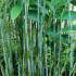 Sasa Palmata Nebulosa Bamboo is commonly known as Broad Leaved Bamboo, for Sale online UK delivery.