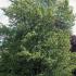 Ulmus Dodoens Elm, a disease resistant variety of Elm tree introduced by Dutch botanist.
