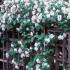 Viburnum x Juddii for sale online from Paramount Plants centre in London UK
