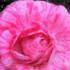 Camellia Japonica Roma Risorta, shrub Camellia for sale online with UK delivery.