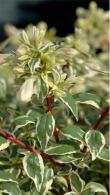 Abelia Grandiflora Radiance
