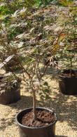 Acer Palmatum Chitoseyami, Paramount Plants and Gardens, North London UK
