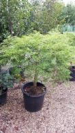 Acer Palmatum Dissectum Garnet Specimen Tree, Japanese Acers, London UK - for sale, nationwide delivery UK.