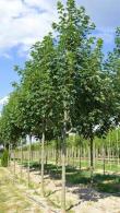 Acer Pseudoplatanus aka Sycamore tree is a fast growing, native, deciduous tree. We sell good quality specimens online with UK delivery.