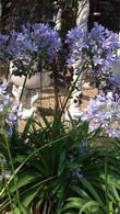 Agapanthus Blue evergreen Perennials to buy online from our London garden centre, UK delivery.