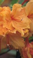 Azalea Glowing Embers - a wonderful rich vivid orange flower colour in May and June 