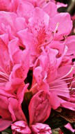 Azalea Royal Pink for sale at our London garden centre, Crews Hill, UK