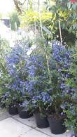 Ceonothus, Evergreen Shrubs, Paramount Plants and Gardens UK, specialist London garden centre and online shop, UK. 