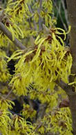 Hamamelis Mollis, Chinese Witch Hazel for sale at our London garden centre for UK delivery