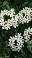 Choisya Ternata (Mexican Orange Blossom) - grow as a shrub or a fragrant hedge