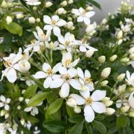Choisya Ternata, Shrubs to buy, London UK. Buy our shrubs in London at our garden centre and online with nationwide delivery UK.