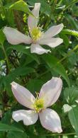 Clematis Montana Rubens, Climbers for sale from our London plant centre, buy UK delivery.
