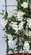 Exochorda Macrantha The Bride. Pearlbush The Bride for sale online with UK and Ireland delivery.