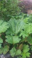 Gunnera Manicata, Foliage Plants, Buy Online
