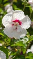 White flowering Hibiscus Syriacus China Chiffon, with dark pink centre, lovely delicate double centres on this variety of Hibiscus, for sale UK.