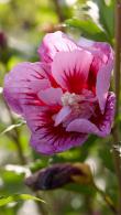 Hibiscus Syriacus Purple Pillar is a great performer with stunning pink flowers with darker pink markings, prolific flowering in summer, buy UK.