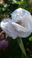 Buy Hibiscus Syriacus White Pillar, a white semi-double, flowering profusely in the summer. Super Hibiscus variety, easy to grow, buy online UK delivery.