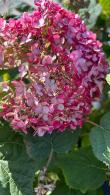 Hydrangea Arborescens Sweet Annabelle Long Flowering Shrub