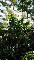 Hydrangea Paniculata Limelight Tree Form - Half Standard Hydrangeas for sale at our London plant centre in Crews Hill, London UK
