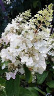 Hydrangea Pinky Winky flowering - for sale online at our UK shrubs nursery in London.