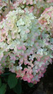 Hydrangea Tree Form - Hydrangea Paniculata Vanille Fraise Half Standard for sale online UK