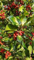 Fargesia nitida black pearl Fargesia nitida black pearl