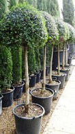 Ligustrum Jonandrum Lollipop Topiary to buy online from Paramount Topiary Nursery, London UK