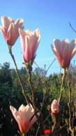 Magnolia Heaven Scent, Magnolias, London UK. Our magnolia plants are for sale in London at our garden centre and online with nationwide delivery UK.