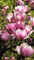 Magnolia Soulangeana Satisfaction - a compact tree & profuse bloomer 