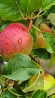 Malus Domestica Beauty of Bath Apple Tree is an early fruiting dessert apple with lots of flavour